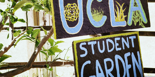 Sustainability at UCLA