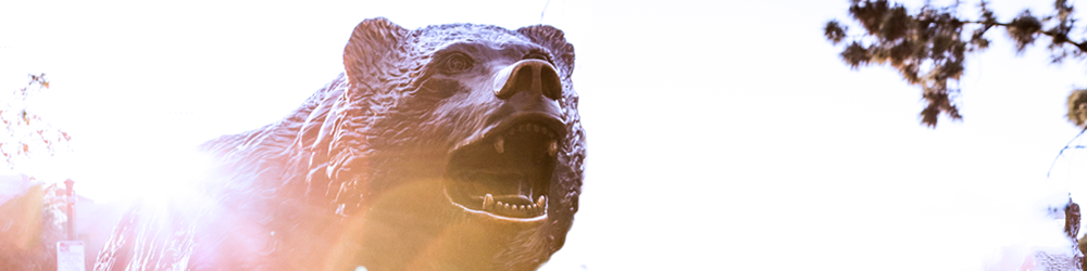 Image of Bruin Bear