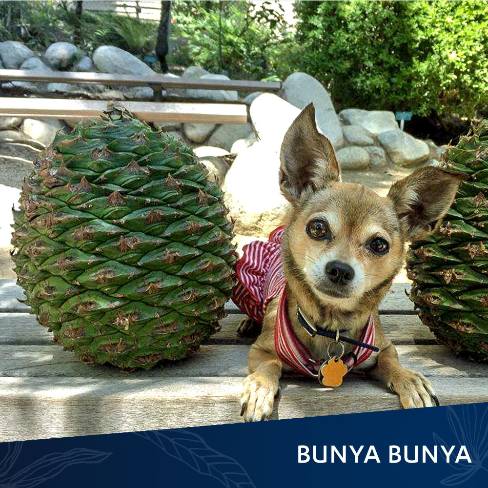 Bunyabunya